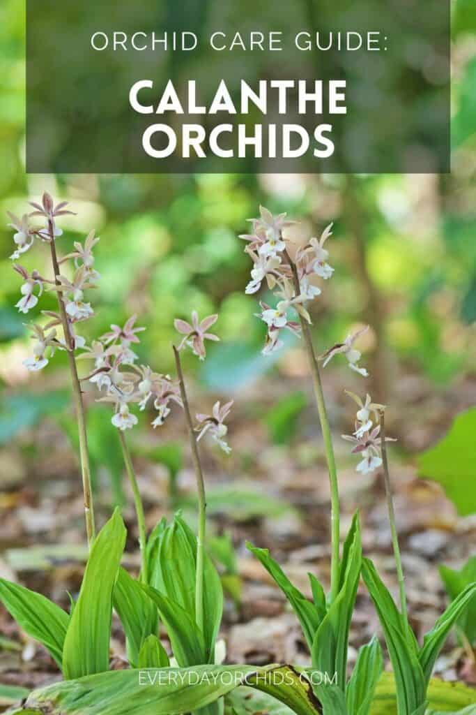 Outdoor Calanthe orchids