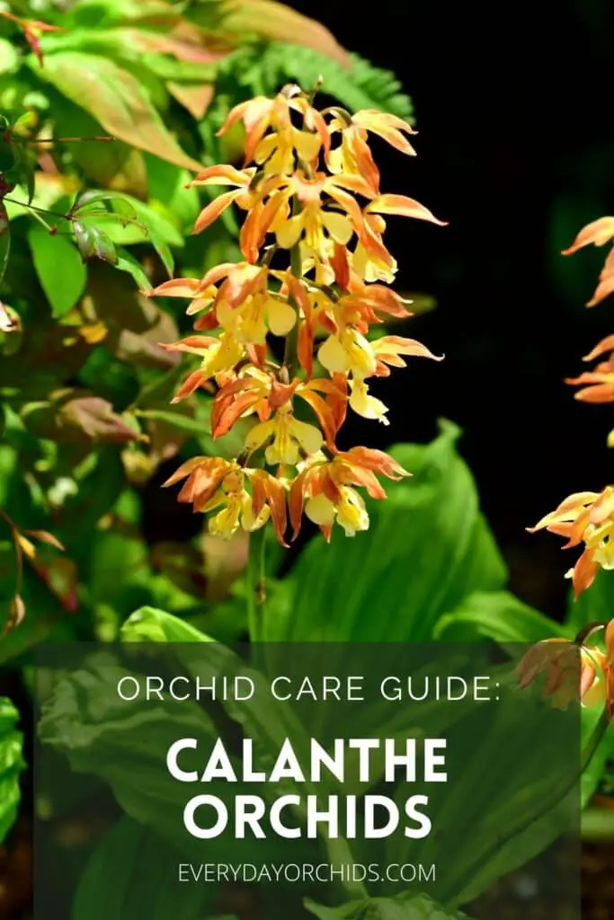 Orange and yellow Calanthe outdoor orchids