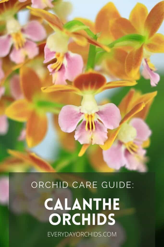 Orange and pink Calanthe orchids