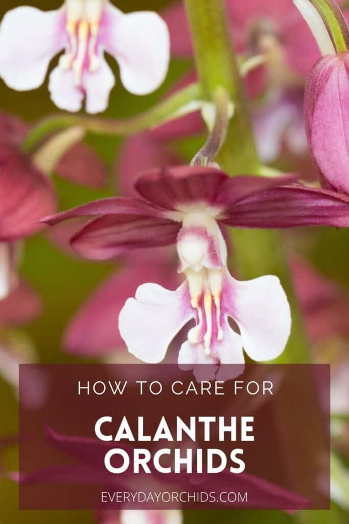 Burgundy and white Calanthe orchid flower up close