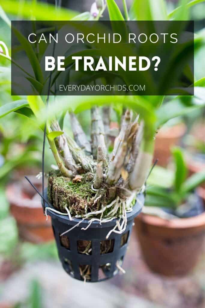 Dendrobium orchid with roots growing out of the pot