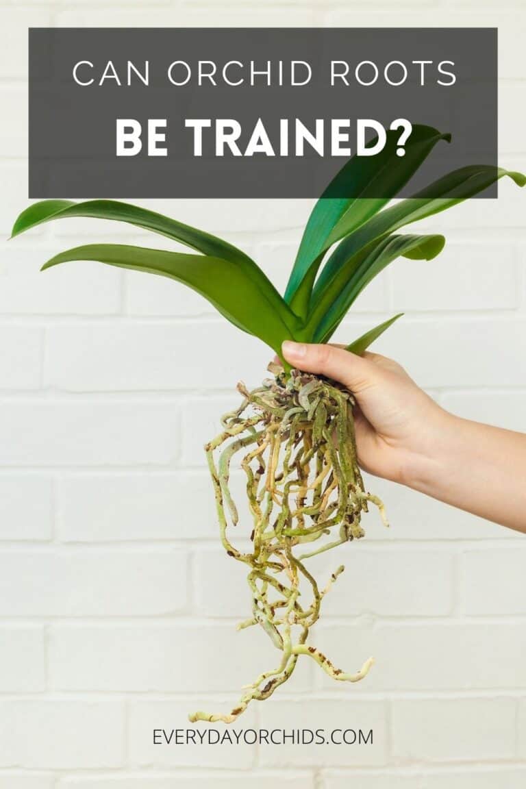 Can You Train Orchid Roots To Stay In The Pot? - Everyday Orchids