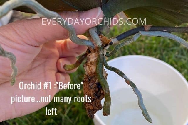 Orchid with only a few roots