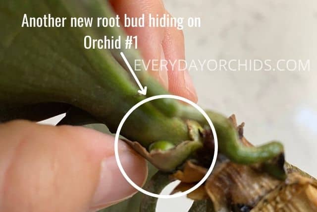 New root bud on orchid