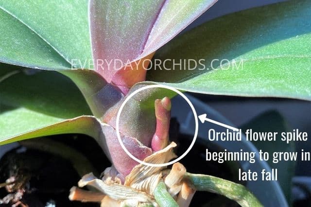 Orchid flower spike growing