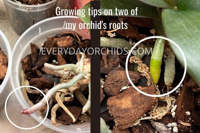 Growing tips on orchid roots
