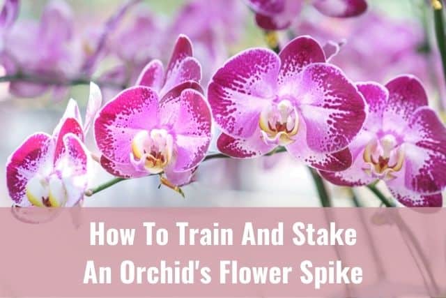 Pink orchid flowers on stake