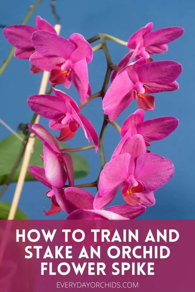 How To Train And Stake Your Orchid's Flower Spike - Everyday Orchids