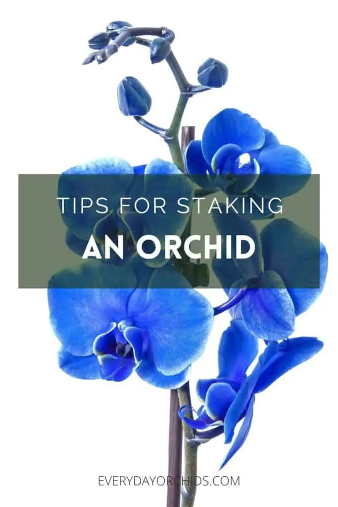 Blue orchids clipped to a stake
