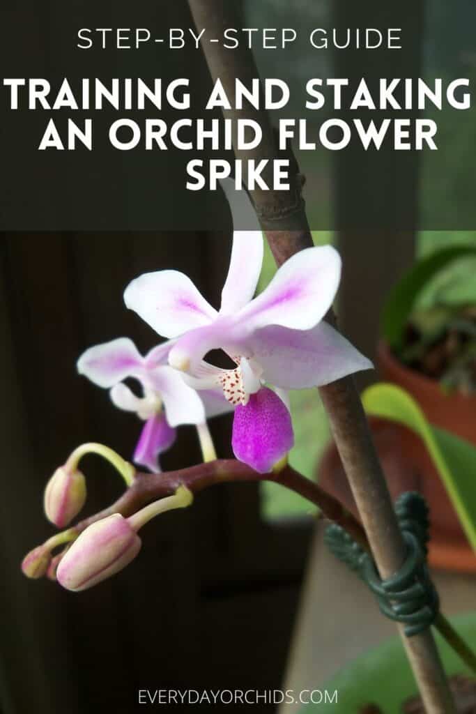 How To Train And Stake Your Orchid's Flower Spike - Everyday Orchids