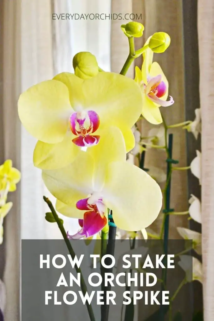 How To Train And Stake Your Orchid's Flower Spike - Everyday Orchids