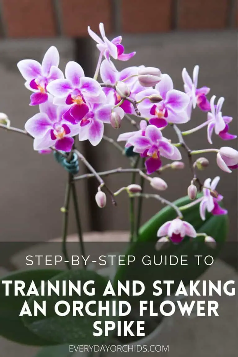 How To Train And Stake Your Orchid's Flower Spike - Everyday Orchids