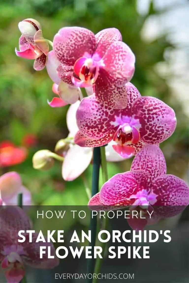 How To Train And Stake Your Orchid's Flower Spike - Everyday Orchids