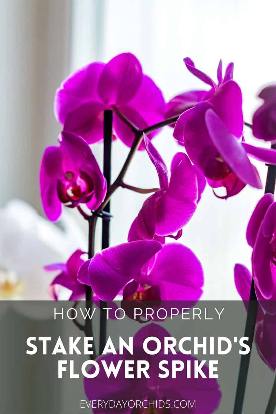 How To Train And Stake Your Orchid's Flower Spike - Everyday Orchids