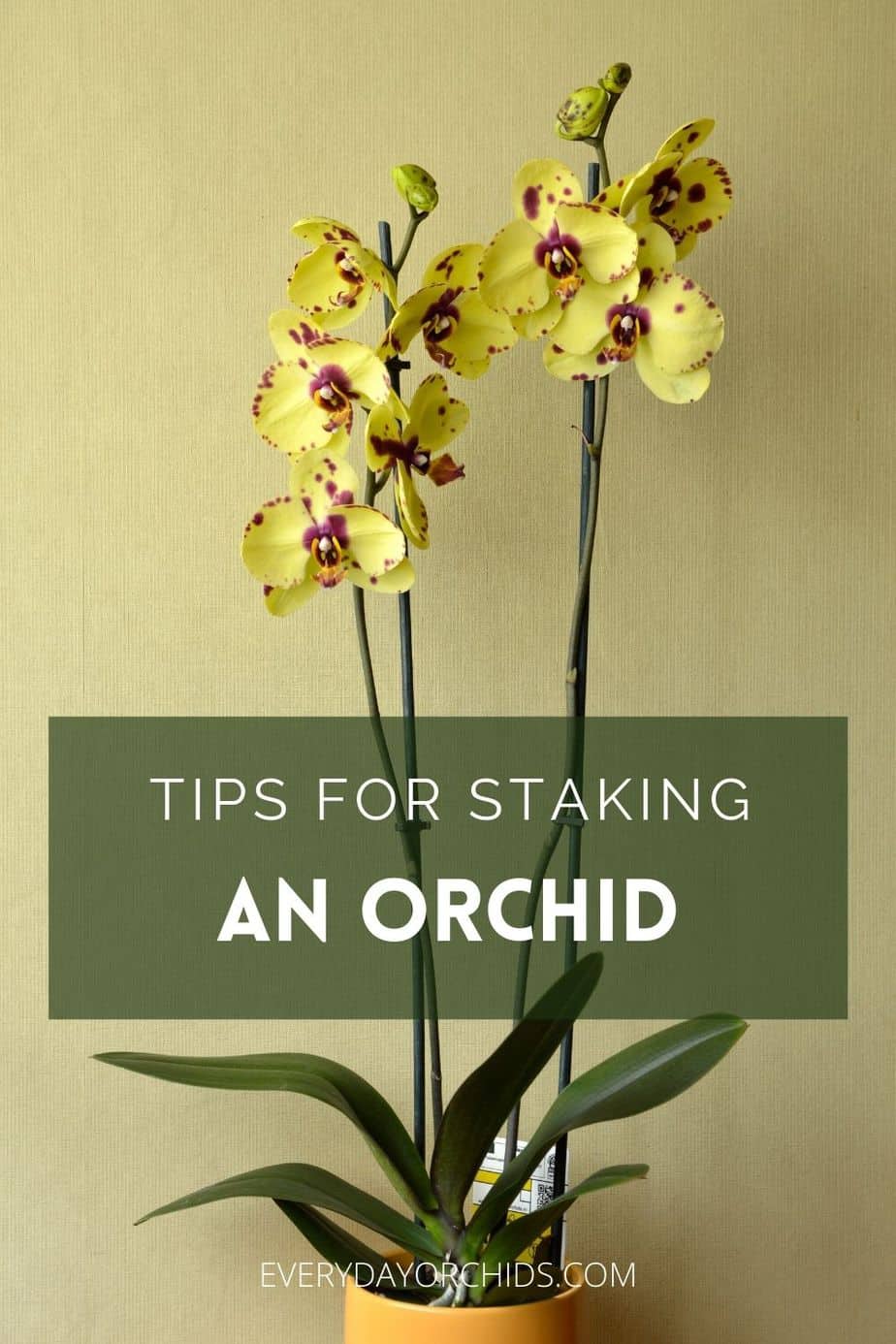 How To Train And Stake Your Orchid's Flower Spike - Everyday Orchids