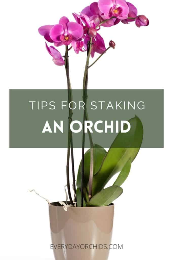 Pink orchid flower spikes attached to stake