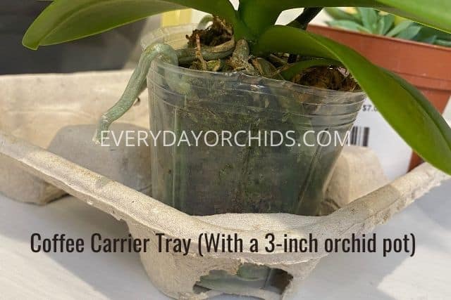 Starbucks coffee carrier tray doubling as an orchid carrier tray