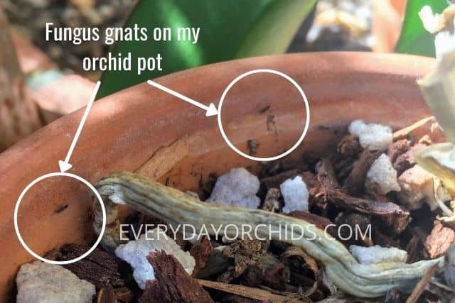 Fungus gnats on my orchid pot