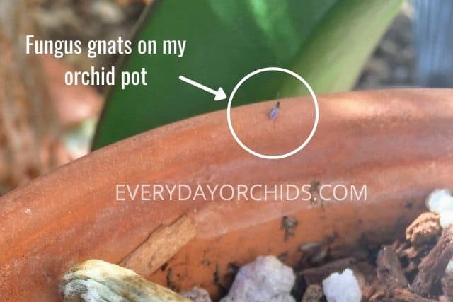 Fungus gnat on orchid pot edge