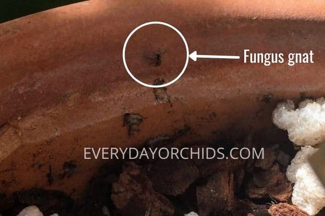 Fungus gnat on orchid pot