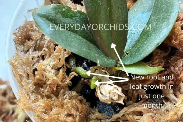 Orchid with new leaf and root growth