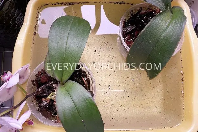 Orchids soaking in bucket of water