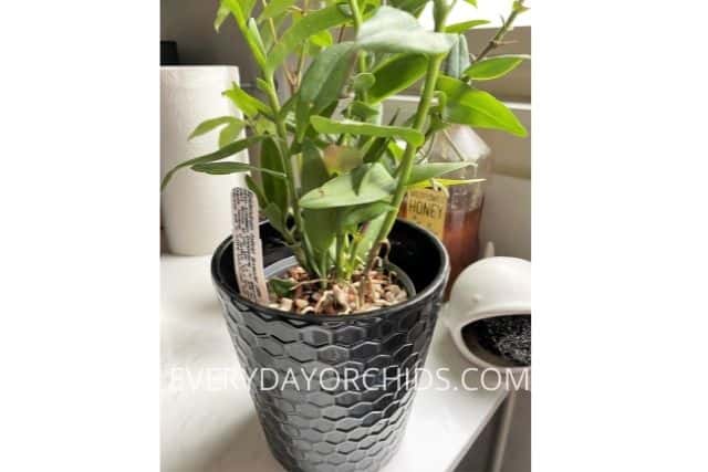 Epidendrum orchid double potted