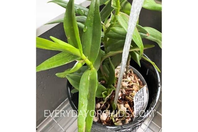 Watering an Epidendrum orchid