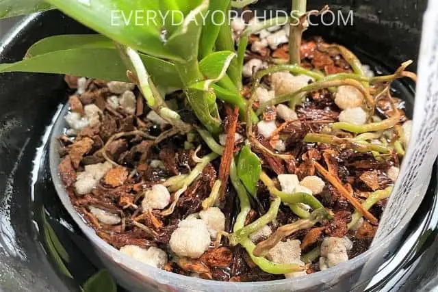 Soaking the orchid roots in water