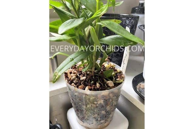 Orchid pot draining water
