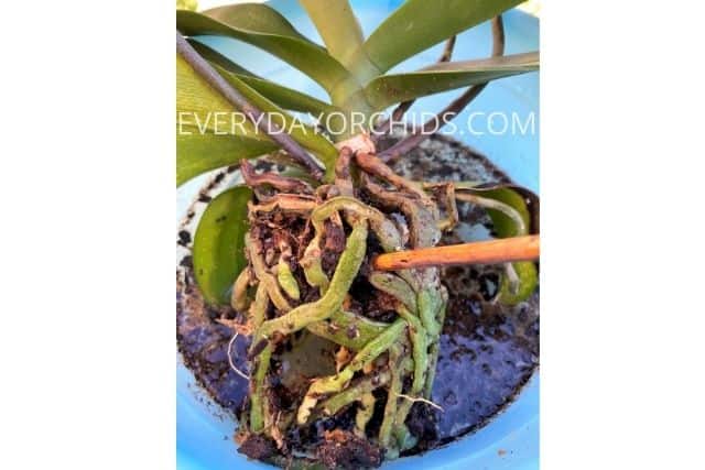 Orchid being rinsed in bucket