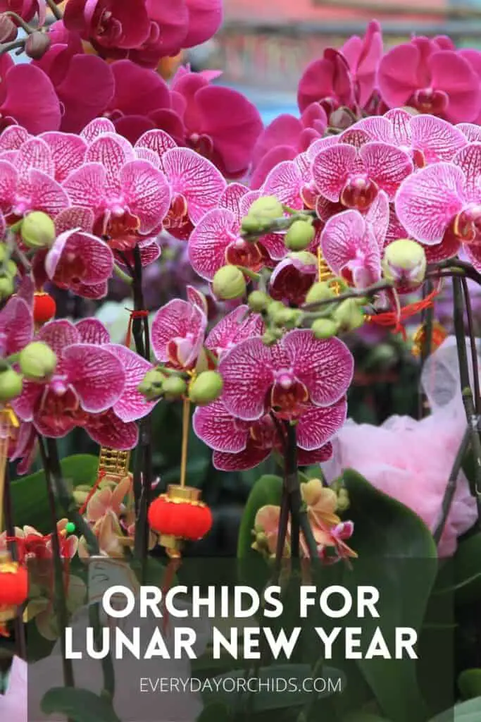 Orchids at flower mart for Chinese New Year