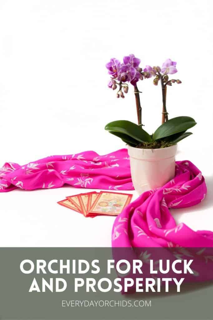 Orchid with a pink scarf and red envelopes