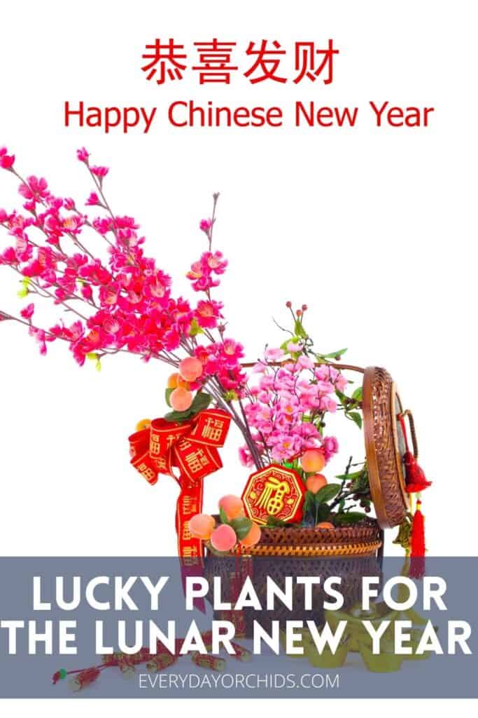 Orchids in basket of lucky plants for Chinese New Year