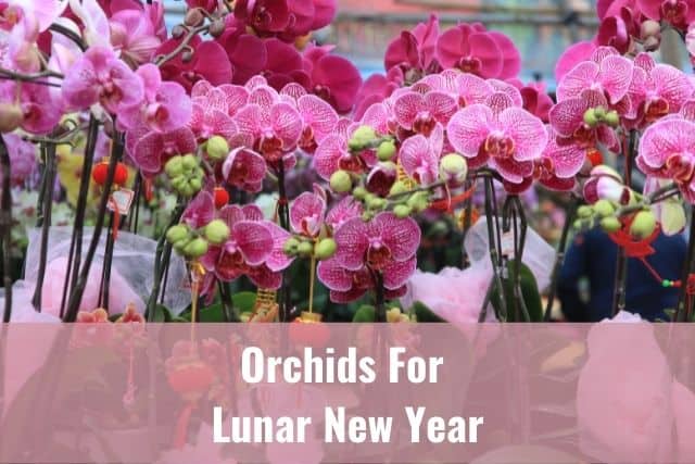 Orchids during Lunar New Year flower market