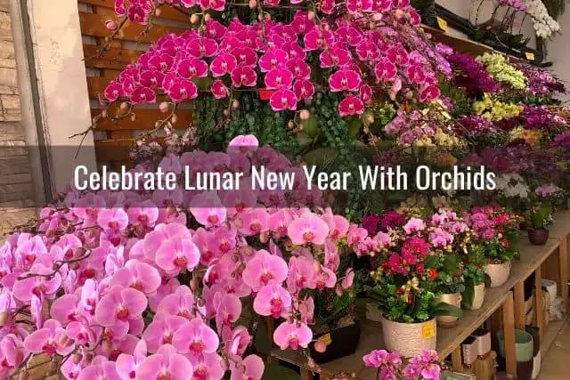 Orchids at the flower mart for lunar or chinese new year