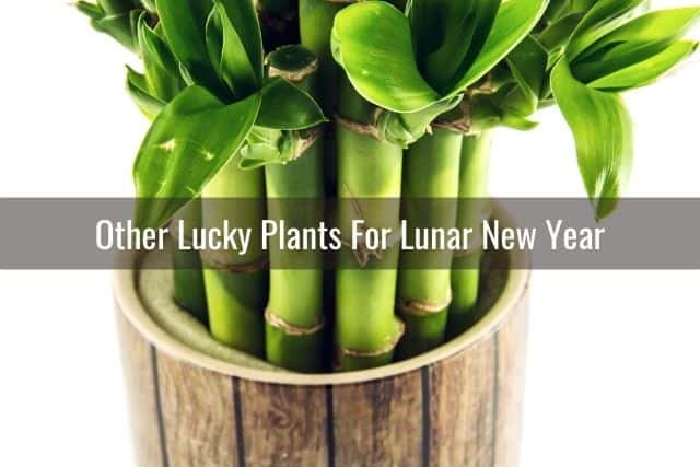 Lucky bamboo for lunar new year