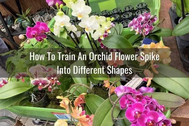 Orchid flower spikes shaped into spirals