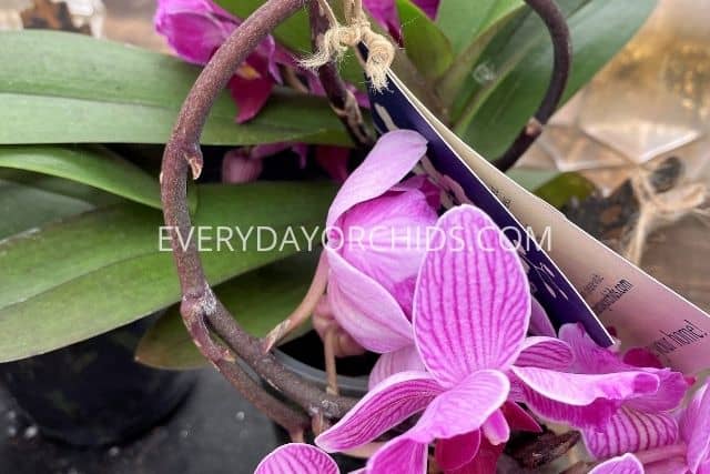 Pink orchid flower spike in spiral shape