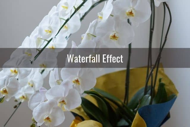 White orchids in waterfall design