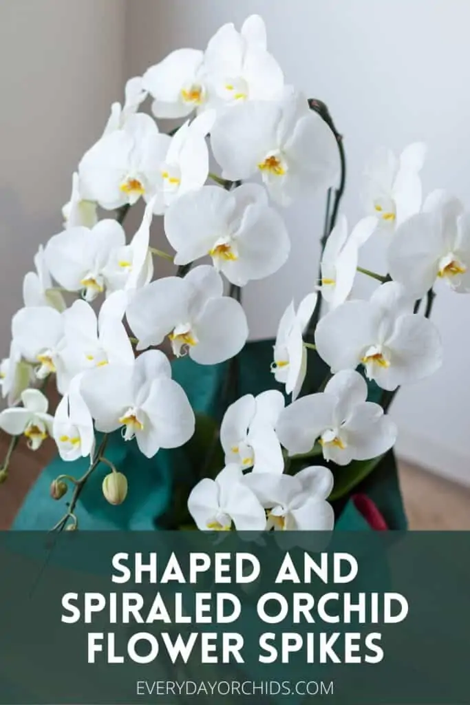 How To Create Shaped and Spiraled Orchid Flower Spikes - Everyday Orchids