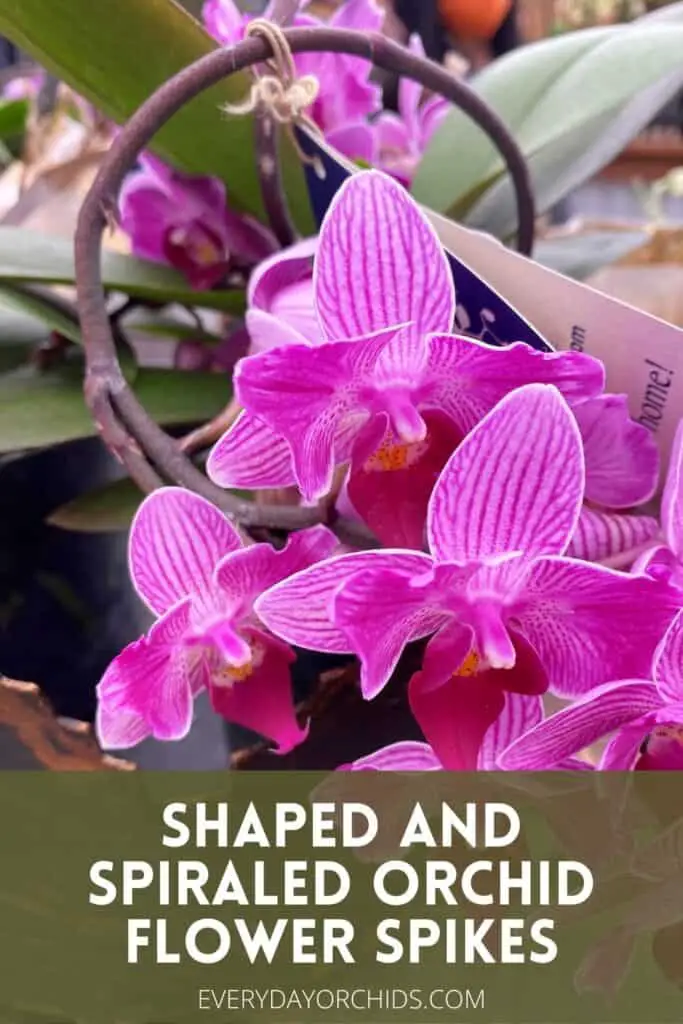 How To Create Shaped and Spiraled Orchid Flower Spikes - Everyday Orchids