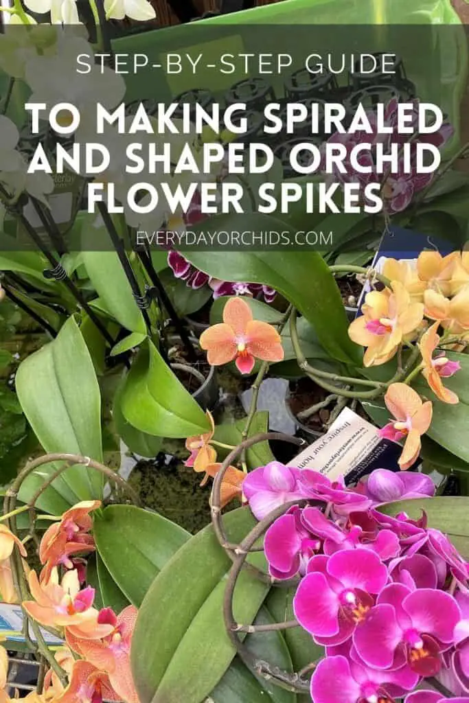 How To Create Shaped and Spiraled Orchid Flower Spikes - Everyday Orchids