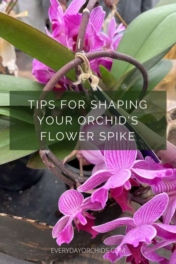 Pink orchid flower spike in spiral shape