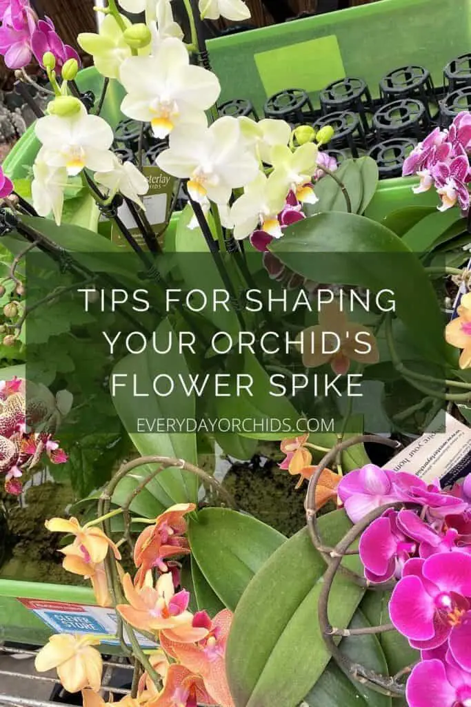 Orchid flower spikes in spiral shapes