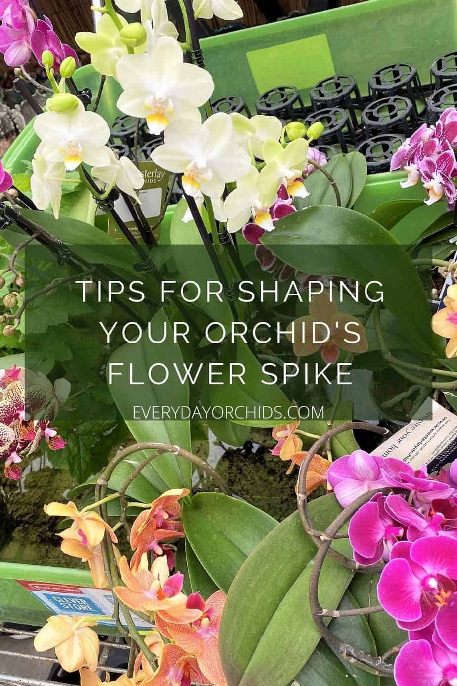 How To Create Shaped and Spiraled Orchid Flower Spikes - Everyday Orchids