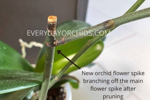 Close up of orchid flower spike branching off