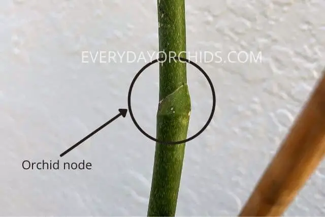 Orchid node example