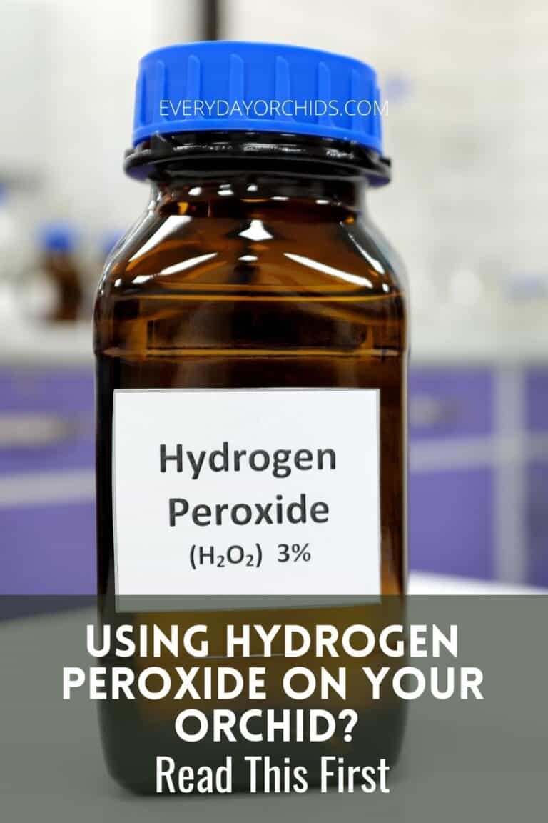 When Should You Use Hydrogen Peroxide On Your Orchid? - Everyday Orchids