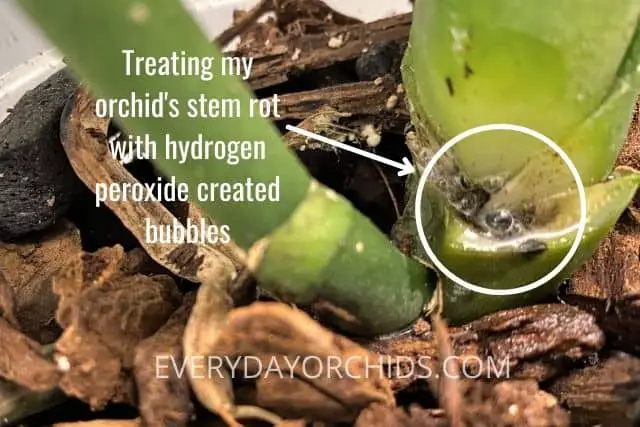 Hydrogen peroxide bubbling on orchid being treated for stem rot